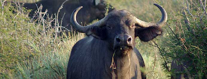 South Africa - Family specialist holidays to South Africa, Mauritius, The Middle East, The Seychelles, The Maldives & Morocco