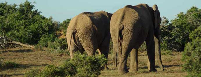 South Africa - Family specialist holidays to South Africa, Mauritius, The Middle East, The Seychelles, The Maldives & Morocco