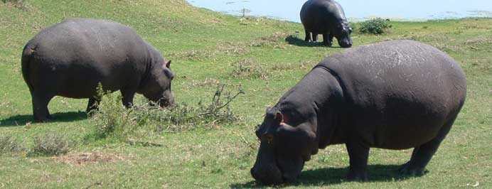South Africa - Family specialist holidays to South Africa, Mauritius, The Middle East, The Seychelles, The Maldives & Morocco