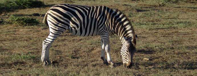 South Africa - Family specialist holidays to South Africa, Mauritius, The Middle East, The Seychelles, The Maldives & Morocco