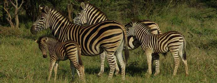South Africa - Family specialist holidays to South Africa, Mauritius, The Middle East, The Seychelles, The Maldives & Morocco