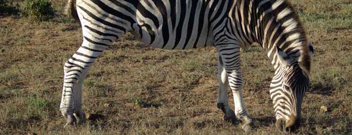 South Africa - Family specialist holidays to South Africa, Mauritius, The Middle East, The Seychelles, The Maldives & Morocco