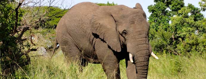 South Africa - Family specialist holidays to South Africa, Mauritius, The Middle East, The Seychelles, The Maldives & Morocco
