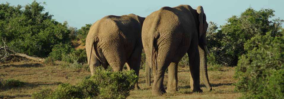 South Africa - Family specialist holidays to South Africa, Mauritius, The Middle East, The Seychelles, The Maldives & Morocco